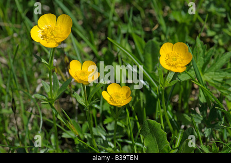 Mountain Buttercup (Ranunculus montanus), flowering Stock Photo