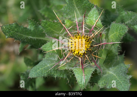Holy Thistle, Blessed Thistle (Cnicus benedictus), flowering Stock Photo