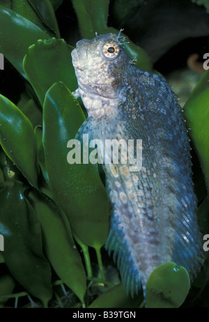 Jewelled Rockskipper Fish - Salarias fasciatus, Banded Blenny, Banded Jewelled-Blenny ...