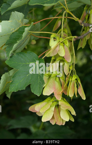 Sycamore Great Maple Acer pseudoplatanus twig with seeds