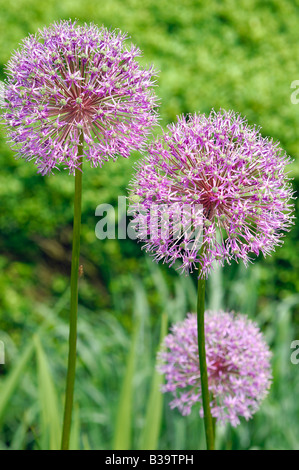 Pink flowers growing at Manito Park in Spokane, Washington State, USA Stock Photo