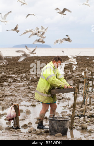 Mudhorse fishermen shrimp fishing UK. Adrian Sellick sorting catch out caught in nets. Stolford, Bridgewater Bay, Somerset England 2000s 2009 Stock Photo