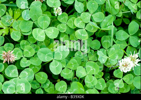 White clover flowering in a grass ley clover mixture Sedbergh Cumbria Stock Photo