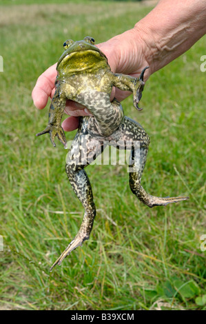 American Bullfrog (Rana catesbeiana, Lithobates catesbeianus), male held by hand Stock Photo
