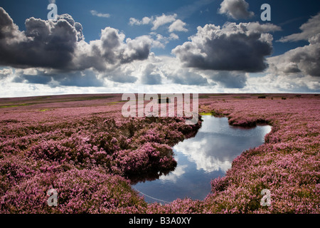 Peat Bog in Summer Egton High Moor North York Moors National Park Stock Photo