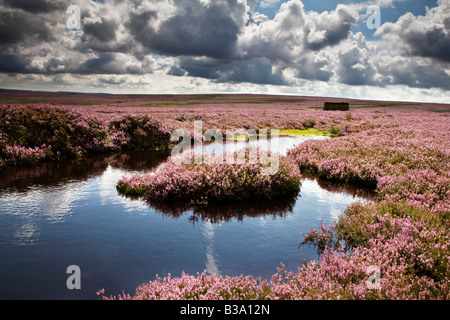 Peat Bog in Summer Egton High Moor North York Moors National Park Stock Photo