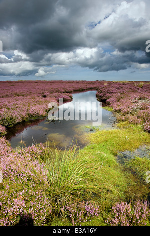 Peat Bog in Summer Egton High Moor North York Moors National Park Stock Photo