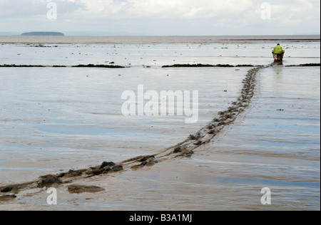 Mudhorse Mud Horse fishermen shrimp fishing UK. Adrian Sellick  fishing with sledge across mudflats at Stolford, Bridgewater Bay, Somerset UK 2000s Stock Photo