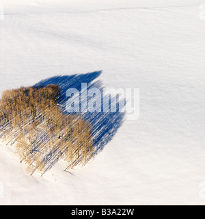 Aerial landscape of lone tree in snow rural Colorado United States Stock Photo