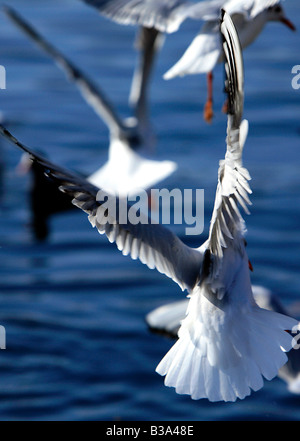 Switzerland, seagulls flying over the Zurich lake Stock Photo