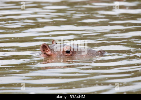 Baby hippo Hippopotamus amphibius Serengeti Tanzania Stock Photo