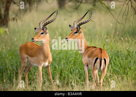 Impala males Aepyceros melampus Northern Serengeti Stock Photo