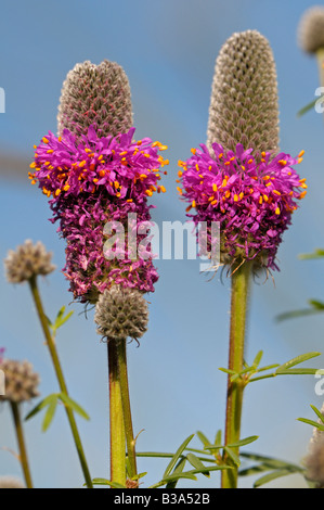 Purple Prairie Clover (Dalea purpurea), flowering Stock Photo