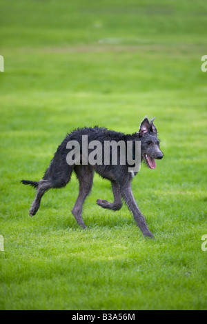Irish Wolfhound, 6 months Stock Photo - Alamy