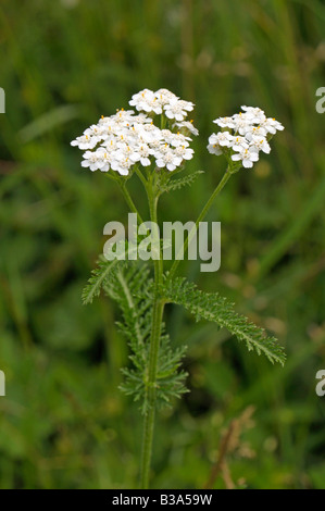 Common Yarrow (Achillea millefolium), flowering Stock Photo