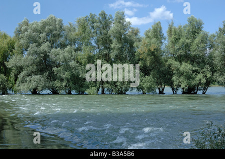 White Willow (Salix alba), trees in summer Stock Photo