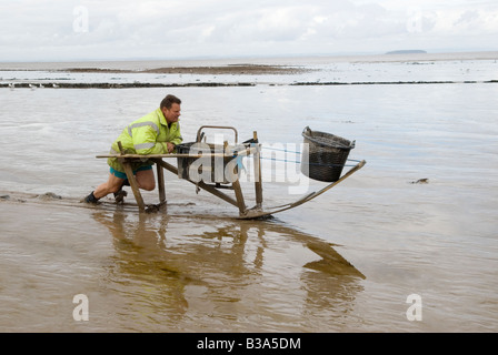 Mudhorse Mud Horse fishermen shrimp fishing UK. Adrian Sellick  fishing with sledge across mudflats at Stolford, Bridgewater Bay, Somerset UK 2000s Stock Photo