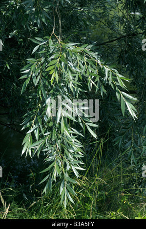 White Willow (Salix alba), twig with leaves in summer Stock Photo