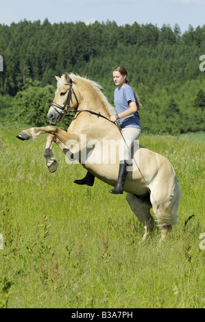 Girl on rearing Haflinger horse without saddle Stock Photo