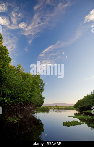 Mangrove swamp, Monterrico-Hawaii Nature Reserve (Monterrico-Hawaii Biotopo), Pacific Coast, Guatemala Stock Photo