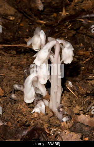 Indian Pipe (Monotropa uniflora) Stock Photo