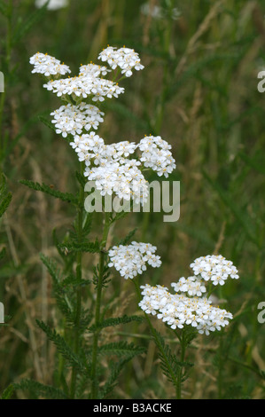 Common Yarrow (Achillea millefolium), flowering Stock Photo