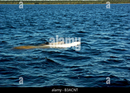 Cow and newborn calf beluga whale in Churchill River Stock Photo