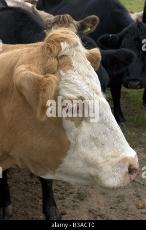 A portrait orientated close up of a rare breed Limousin cow's head, with a white face. Stock Photo