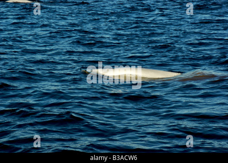 Beluga whale in the Churchill river Stock Photo