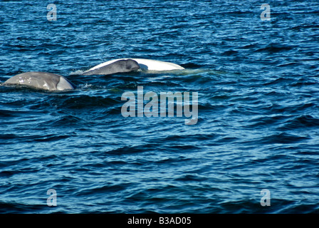 Cow and calf beluga whales in Churchill River Stock Photo