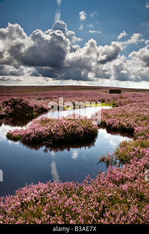 Peat Bog in Summer Egton High Moor North York Moors National Park Stock Photo