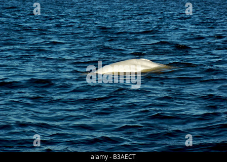 Beluga whale in Churchill River Stock Photo