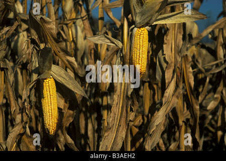 Corn harvest, Saginaw county, Michigan, by Dembinsky Photo Assoc Stock Photo