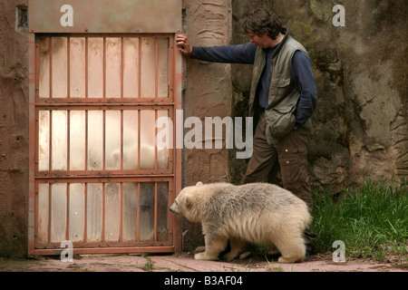 Flocke Snowflake the polar bear cub looking at her mother Vera through the bars at Nuremberg Zoo, Germany Stock Photo