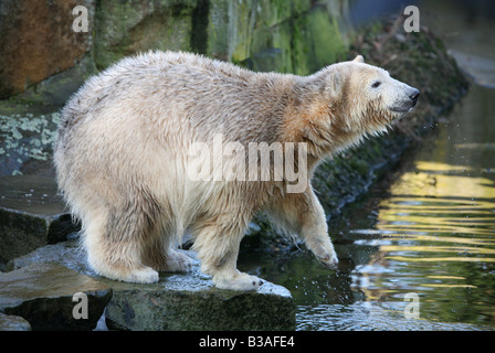 Knut the polar bear cub (Ursus maritimus) enjoying in his enclosure at Berlin Zoo, Germany Stock Photo