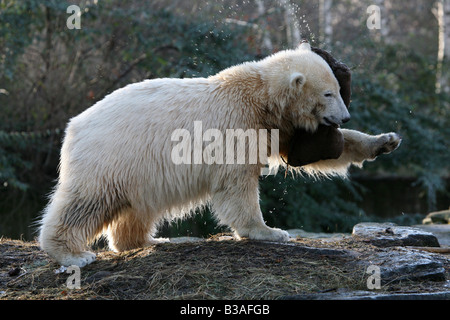 Knut the polar bear cub (Ursus maritimus) enjoying in his enclosure at Berlin Zoo, Germany Stock Photo