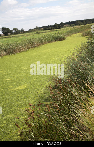 Eutrophication of drainage ditch, Sutton, Suffolk, England Stock Photo