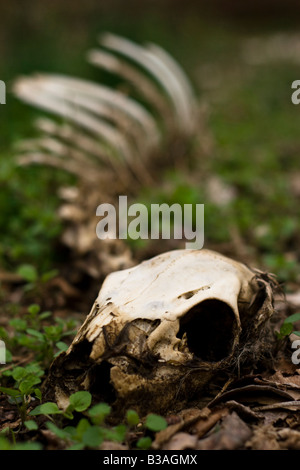 Skeletal remains of an infant deer with skull and ribs visible. Deer skeleton in Chester county, Pennsylvania. Stock Photo