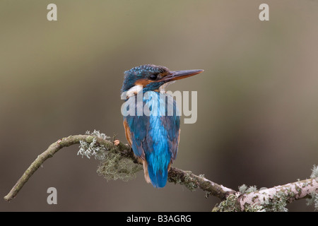 Alcedo Atthis kingfisher on lichen covered branch looking to the right Stock Photo