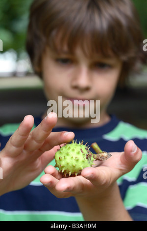 Young boy holding touching the spikes of a conker from a Horse Chestnut tree Stock Photo