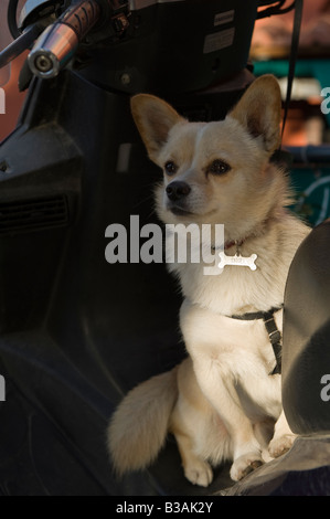 Snoopy on scooter Stock Photo