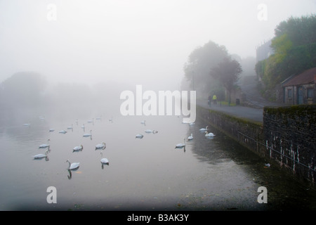 A misty atmospheric dawn with swans and other wildfowl on Pembroke  pond in  Wales UK Stock Photo