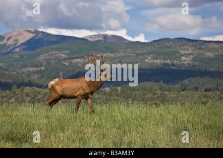 Elk Bull on top of hill, Colorado, USA Stock Photo