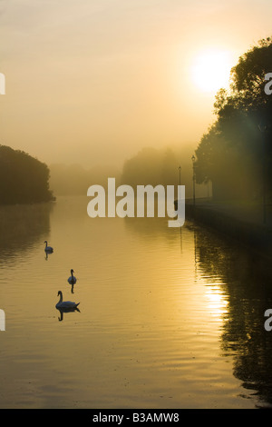 A misty atmospheric dawn with swans and other wildfowl on Pembroke  pond in  Wales UK Stock Photo