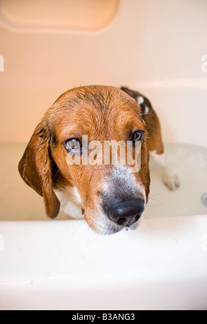 A beagle sitting in the bath tub He doesn t seem to be having a great time Stock Photo