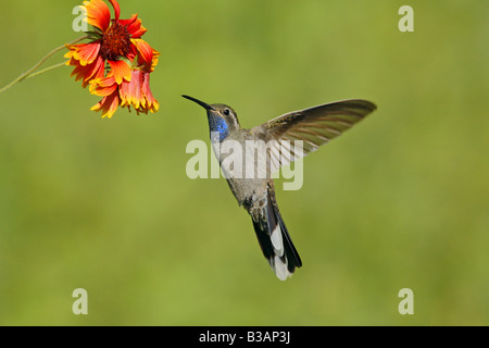 Blue-throated Hummingbird Lampornis clemenciae Stock Photo