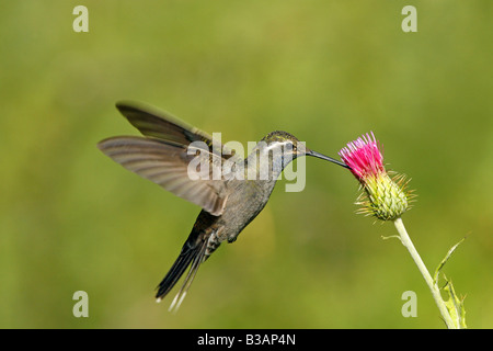 Blue-throated Hummingbird Lampornis clemenciae Stock Photo