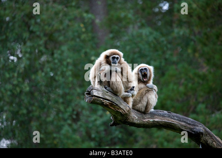 White-handed Gibbon (Hylobates lar) Stock Photo