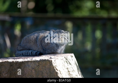 Pallas Cat (Otocolobus manul) Stock Photo