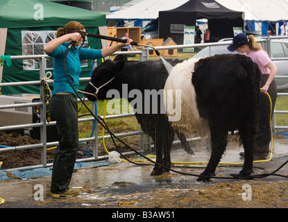 cattle being washed and prepared for judging at country show, Galston, Ayrshire, Scotland Stock Photo